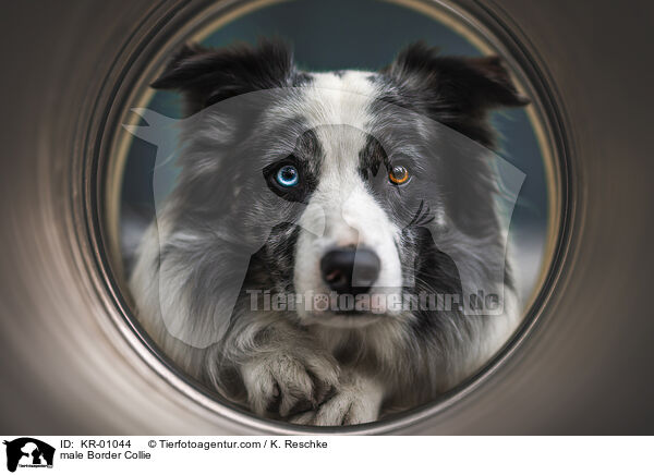 Border Collie Rde / male Border Collie / KR-01044