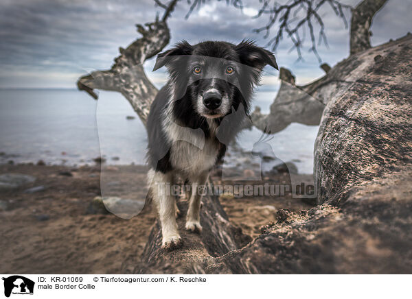 Border Collie Rde / male Border Collie / KR-01069