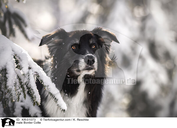 Border Collie Rde / male Border Collie / KR-01073