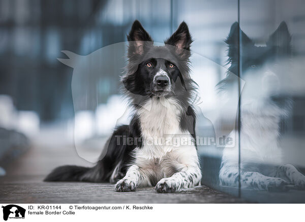 Border Collie Hndin / female Border Collie / KR-01144