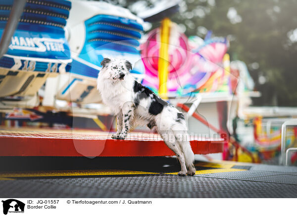 Border Collie / Border Collie / JQ-01557