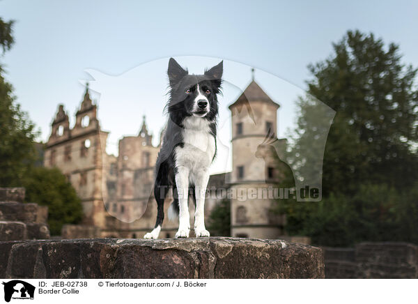Border Collie / Border Collie / JEB-02738