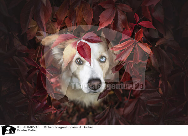 Border Collie / Border Collie / JEB-02745