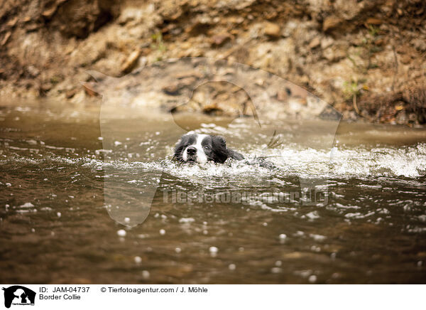Border Collie / Border Collie / JAM-04737