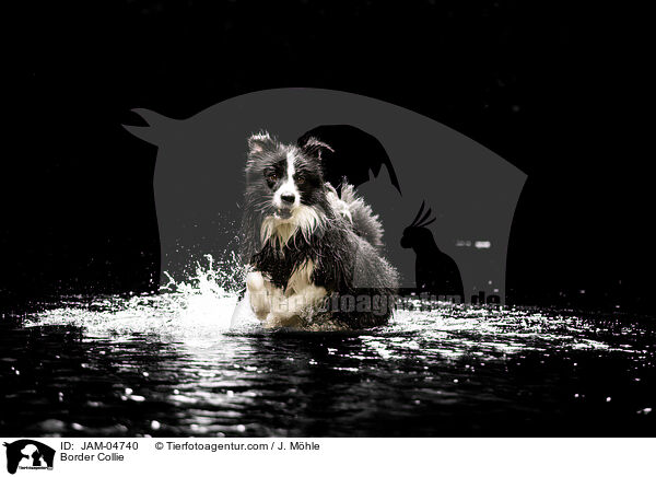 Border Collie / JAM-04740