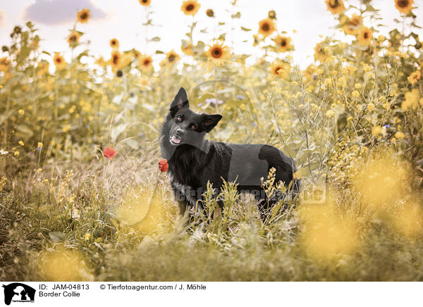 Border Collie / Border Collie / JAM-04813