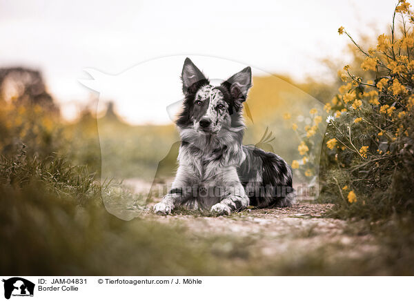 Border Collie / Border Collie / JAM-04831