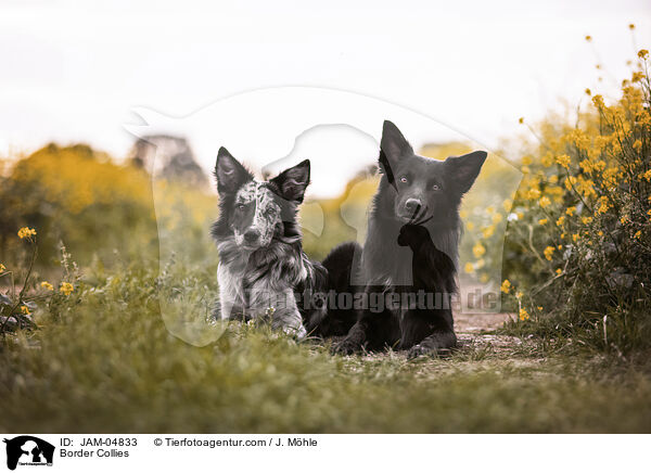 Border Collies / Border Collies / JAM-04833