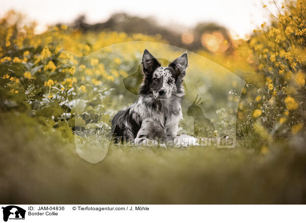 Border Collie / JAM-04836