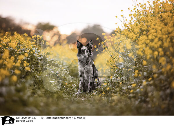 Border Collie / Border Collie / JAM-04837