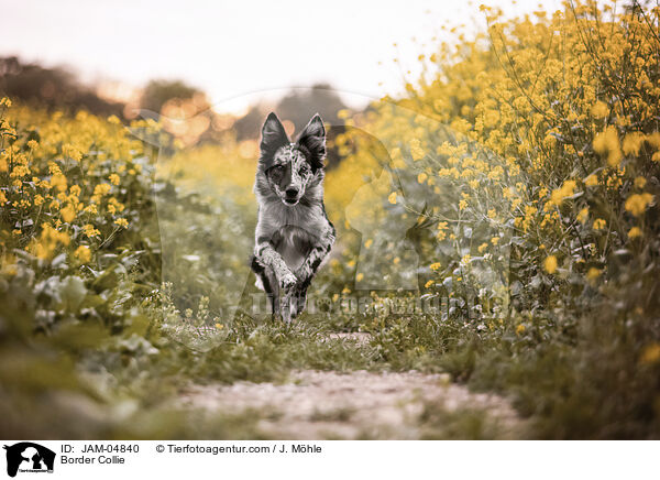 Border Collie / Border Collie / JAM-04840