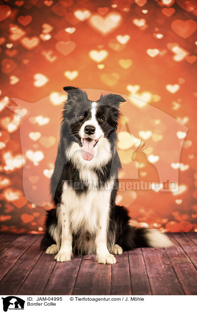 Border Collie / JAM-04995