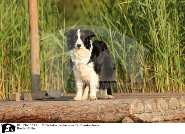Border Collie / KB-11172
