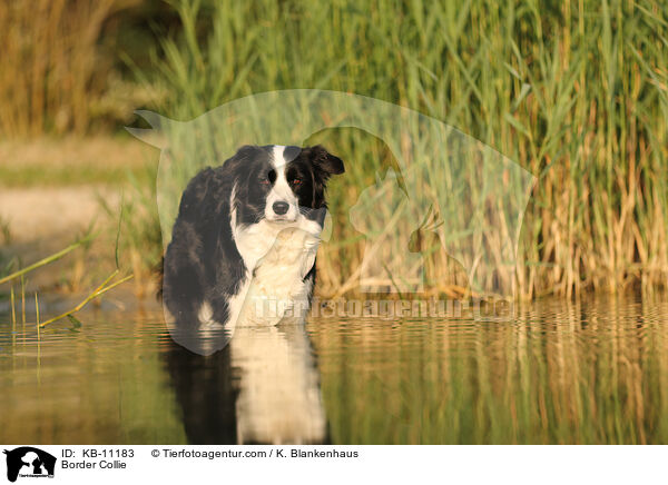 Border Collie / KB-11183