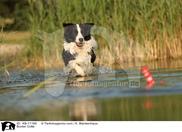 Border Collie / KB-11189