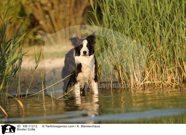 Border Collie / KB-11212