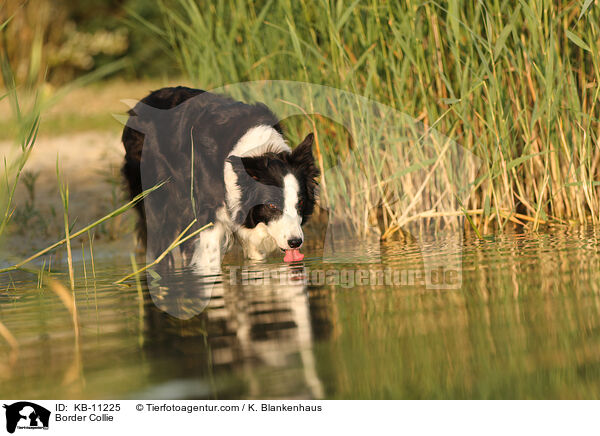 Border Collie / KB-11225