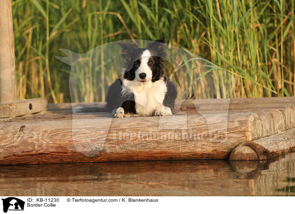 Border Collie / KB-11230