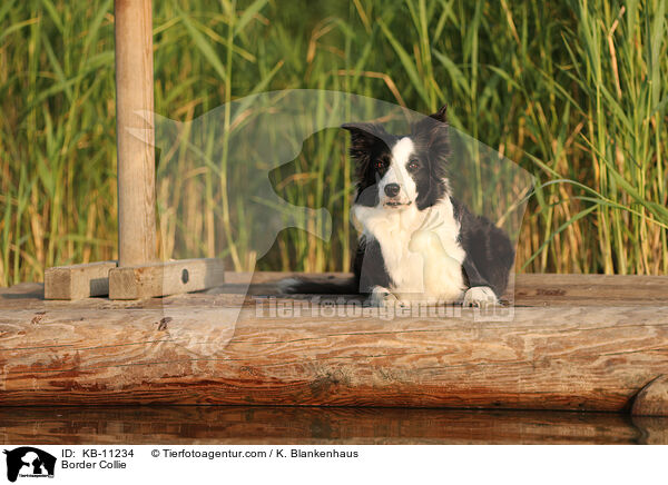 Border Collie / KB-11234