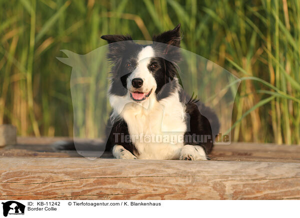 Border Collie / KB-11242