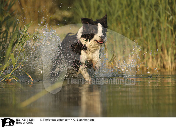Border Collie / KB-11264