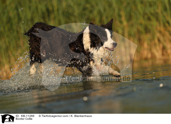 Border Collie / KB-11266