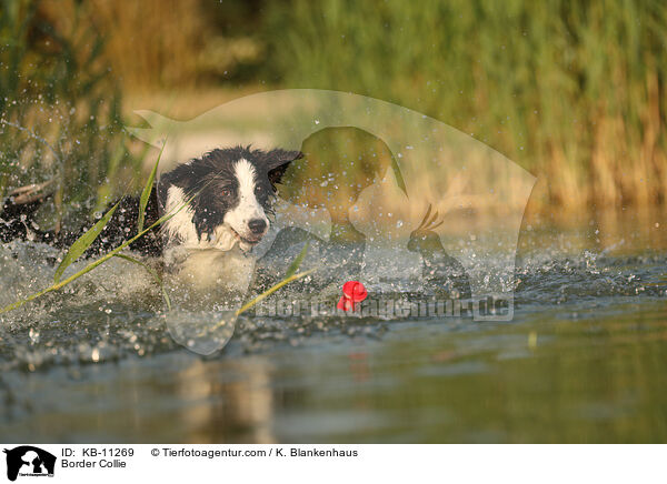 Border Collie / KB-11269