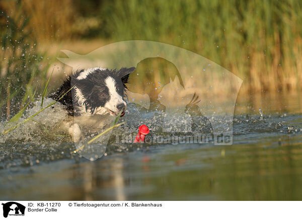 Border Collie / KB-11270