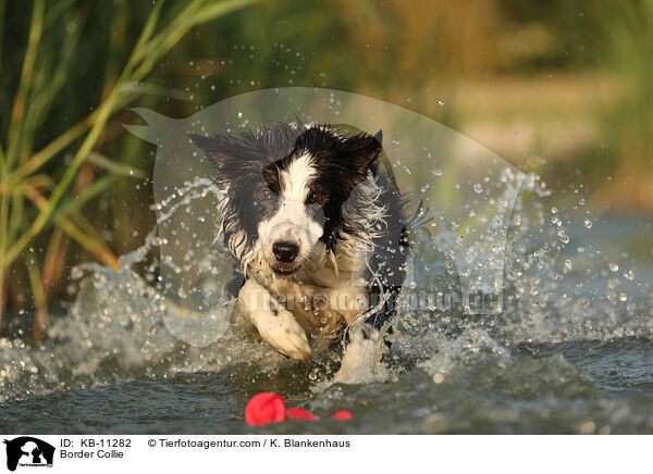 Border Collie / KB-11282