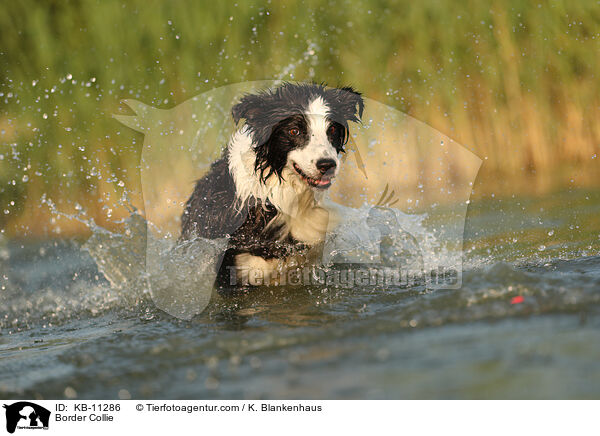 Border Collie / KB-11286