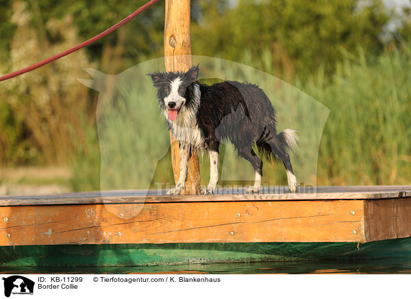 Border Collie / KB-11299