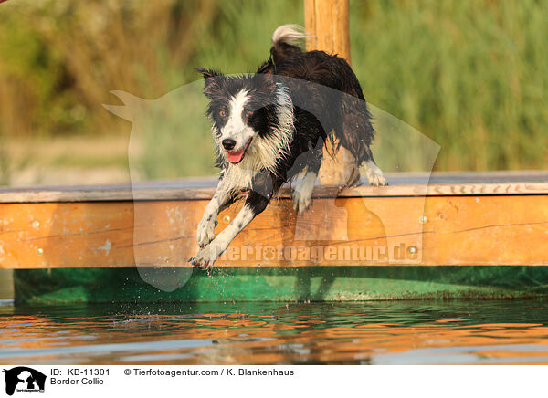 Border Collie / Border Collie / KB-11301