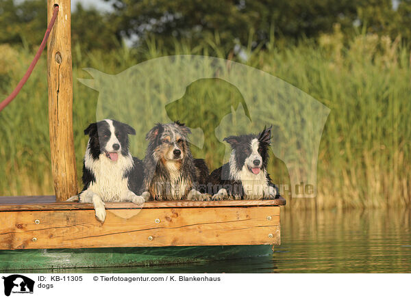 dogs / KB-11305