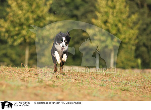 Border Collie / KB-12488