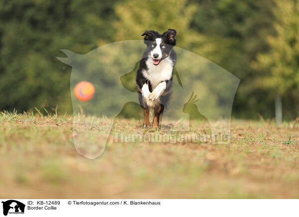 Border Collie / Border Collie / KB-12489