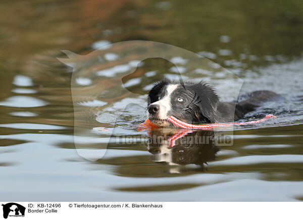 Border Collie / Border Collie / KB-12496