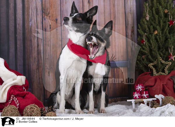 2 Border Collies / 2 Border Collies / JM-16644
