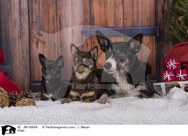 Hunde / dogs / JM-16648