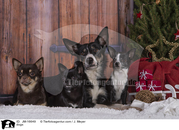dogs / JM-16649