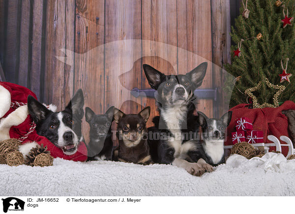 Hunde / dogs / JM-16652