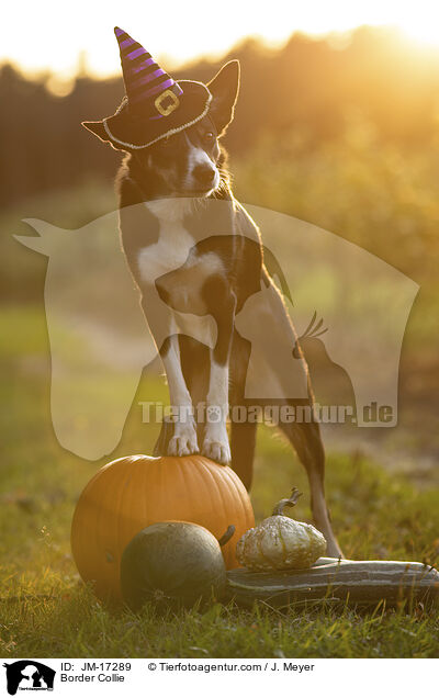 Border Collie / Border Collie / JM-17289