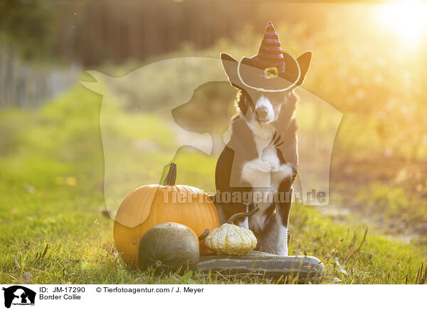 Border Collie / Border Collie / JM-17290