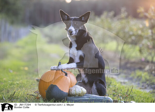 Border Collie / Border Collie / JM-17294