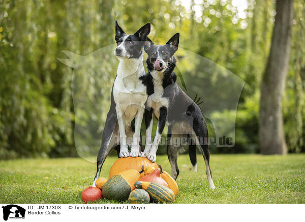 Border Collies / JM-17303