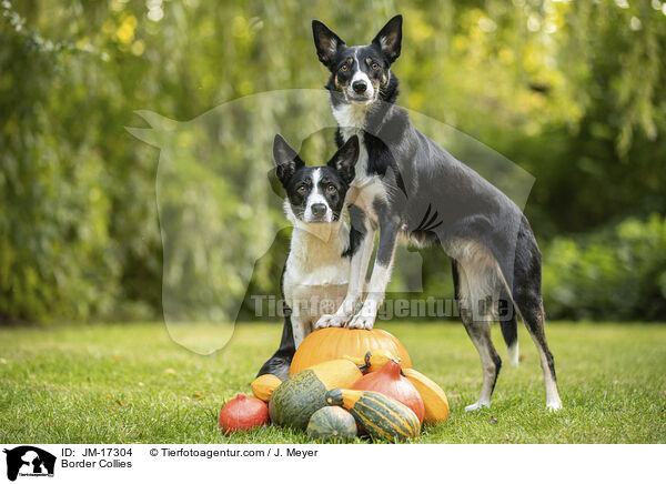 Border Collies / Border Collies / JM-17304
