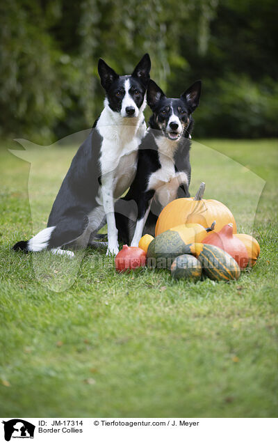 Border Collies / JM-17314
