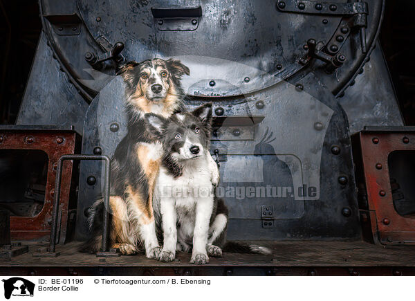 Border Collie / Border Collie / BE-01196