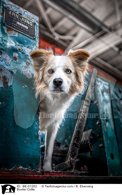 Border Collie / BE-01202