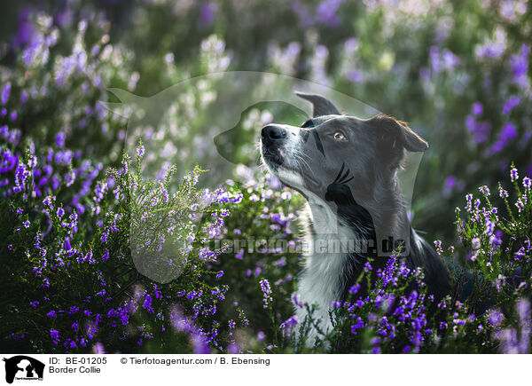 Border Collie / Border Collie / BE-01205