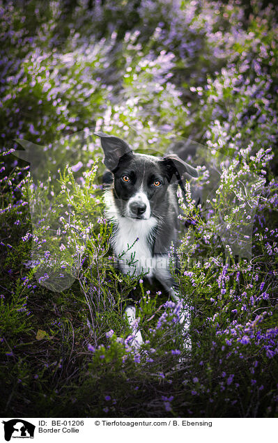Border Collie / Border Collie / BE-01206